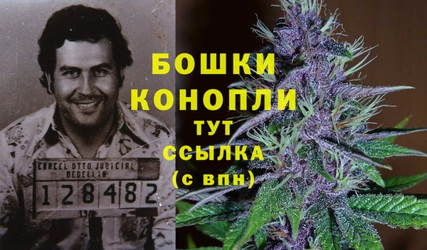 хмурый Аркадак